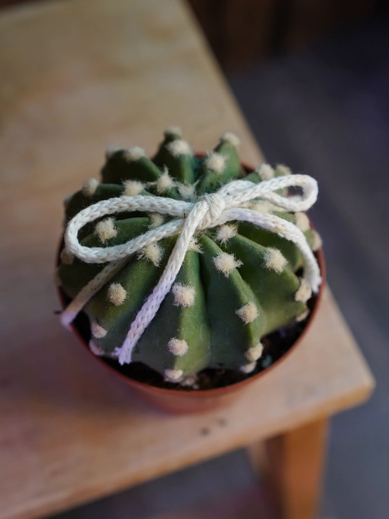 Kaktus Echinopsis subdenudata ⌀8,5cm