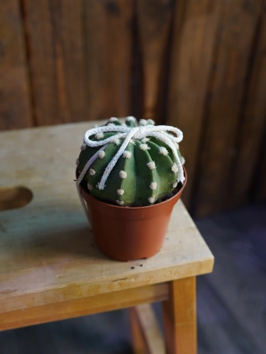 Kaktus Echinopsis subdenudata ⌀8,5cm