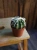 Kaktus Echinopsis subdenudata ⌀8,5cm