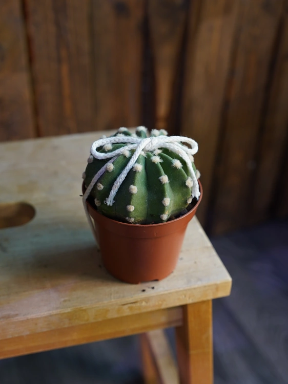 Kaktus Echinopsis subdenudata ⌀8,5cm