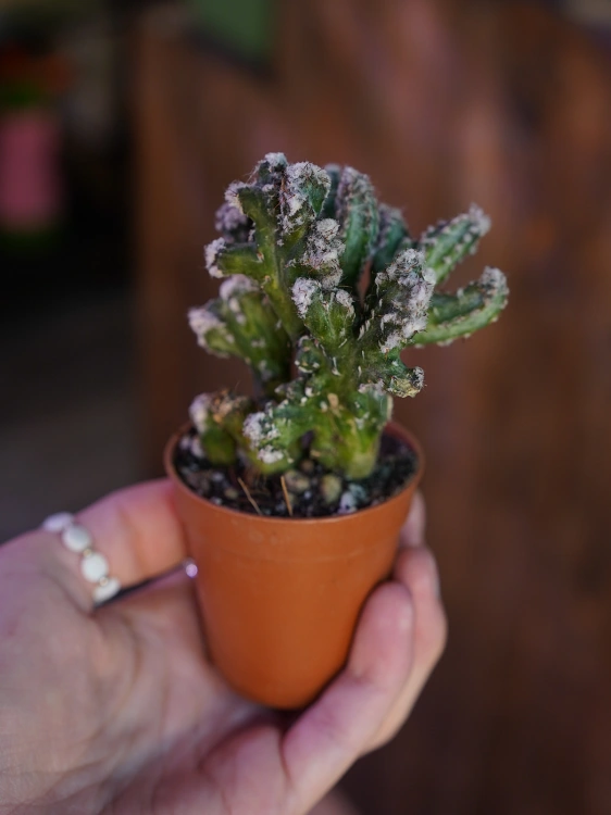 Kaktus Monvillea spegazzinii 'Mostruosa' ⌀5,5cm