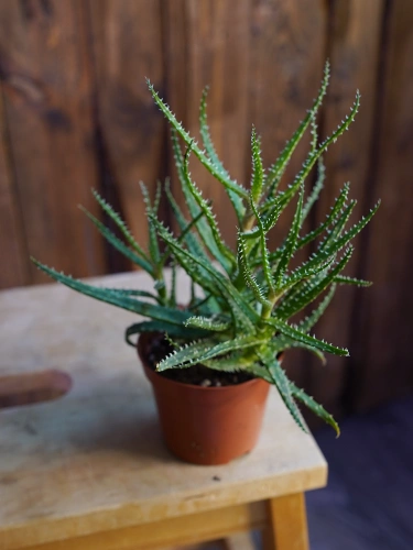 OUTLET Aloes z mixa ⌀8,5cm