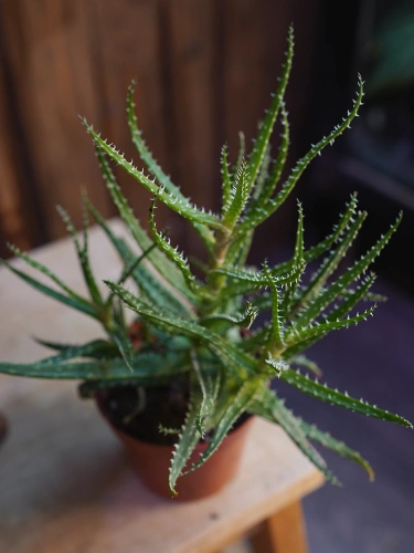 OUTLET Aloes z mixa ⌀8,5cm