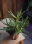 OUTLET Aloes z mixa ⌀8,5cm