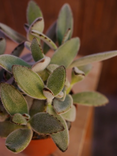 Kalanchoe tomentosa ⌀10,5cm