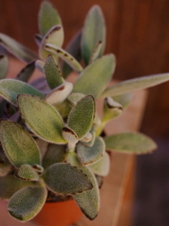 Kalanchoe tomentosa ⌀10,5cm