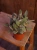 Kalanchoe tomentosa ⌀10,5cm
