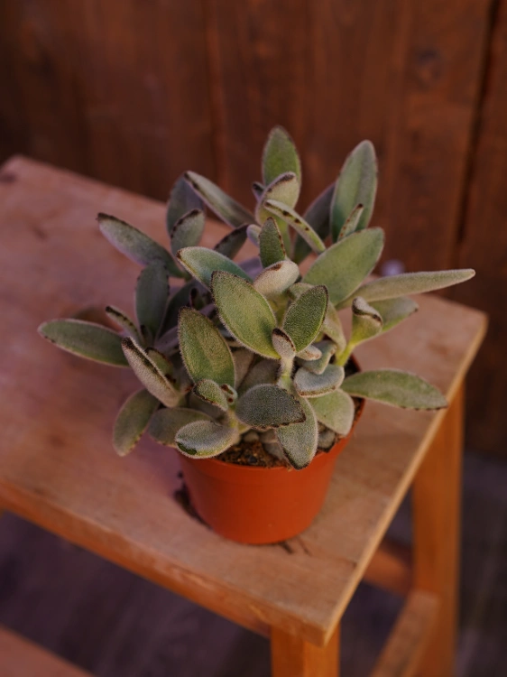 Kalanchoe tomentosa ⌀10,5cm
