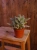 Kalanchoe tomentosa ⌀10,5cm