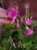 Oxalis bowiei 'Amarantha' ⌀13cm