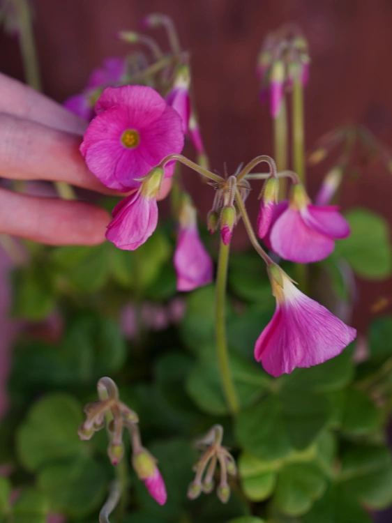 Oxalis bowiei 'Amarantha' ⌀13cm