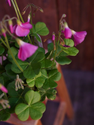Oxalis bowiei 'Amarantha' ⌀13cm
