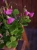 Oxalis bowiei 'Amarantha' ⌀13cm