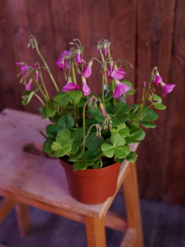 Oxalis bowiei 'Amarantha' ⌀13cm