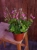 Oxalis bowiei 'Amarantha' ⌀13cm