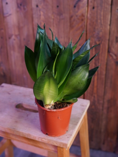 Sansevieria trifasciata 'Hahnii Black' ⌀12cm