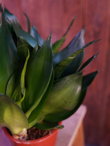 Sansevieria trifasciata 'Hahnii Black' ⌀12cm