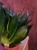 Sansevieria trifasciata 'Hahnii Black' ⌀12cm