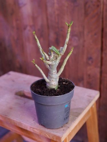 Adenium obesum ⌀11cm