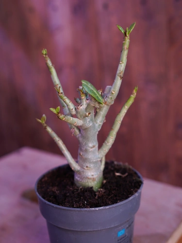 Adenium obesum ⌀11cm