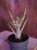 Adenium obesum ⌀11cm