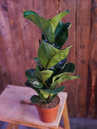 Ficus lyrata 'Bambino' ⌀12cm