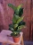 Ficus lyrata 'Bambino' ⌀12cm
