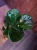 Ficus lyrata 'Bambino' ⌀12cm