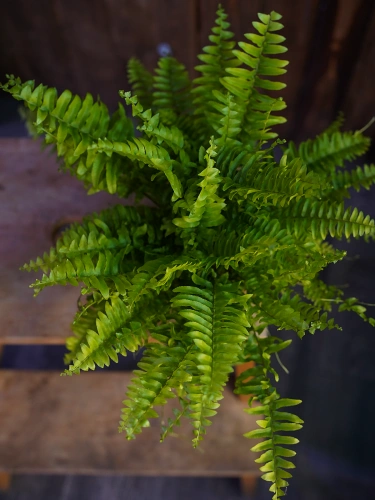 Paproć Nephrolepis exaltata 'Boston Blue Bell' ⌀12cm