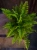 Paproć Nephrolepis exaltata 'Boston Blue Bell' ⌀12cm