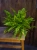 Paproć Nephrolepis exaltata 'Boston Blue Bell' ⌀12cm