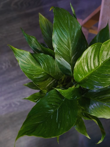 Skrzydłokwiat Spathiphyllum 'Diamond' ⌀12cm