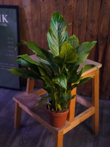 Skrzydłokwiat Spathiphyllum 'Diamond' ⌀12cm