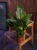 Skrzydłokwiat Spathiphyllum 'Diamond' ⌀12cm