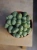 Lithops Żywe kamienie ⌀8,5cm