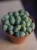 Lithops Żywe kamienie ⌀8,5cm