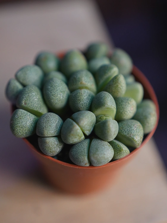 Lithops Żywe kamienie ⌀8,5cm