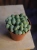 Lithops Żywe kamienie ⌀8,5cm