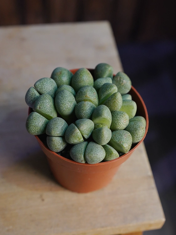 Lithops Żywe kamienie ⌀8,5cm