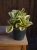 Peperomia Obtipan Bicolor ⌀12cm