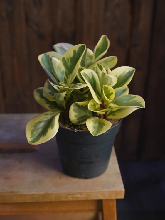 Peperomia Obtipan Bicolor ⌀12cm
