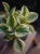 Peperomia Obtipan Bicolor ⌀12cm