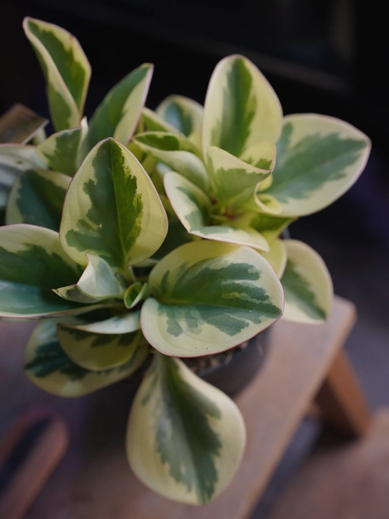 Peperomia Obtipan Bicolor ⌀12cm