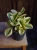 Peperomia Obtipan Bicolor ⌀12cm