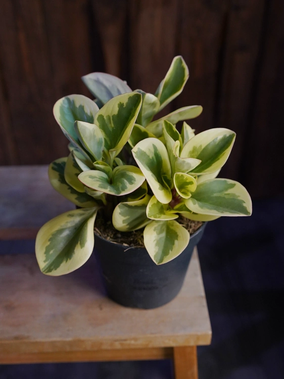Peperomia Obtipan Bicolor ⌀12cm