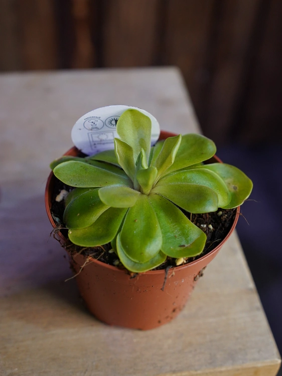 Pinguicula Tłustosz ⌀8,5cm