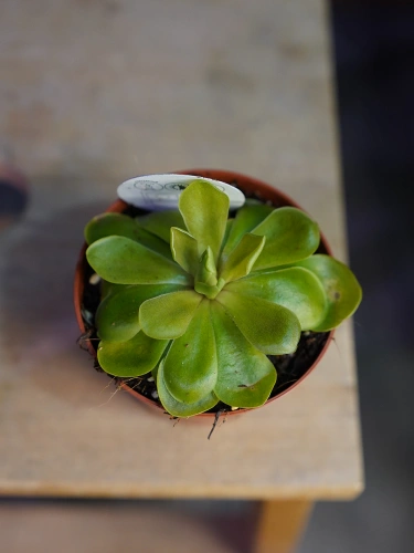 Pinguicula Tłustosz ⌀8,5cm