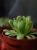 Pinguicula Tłustosz ⌀8,5cm