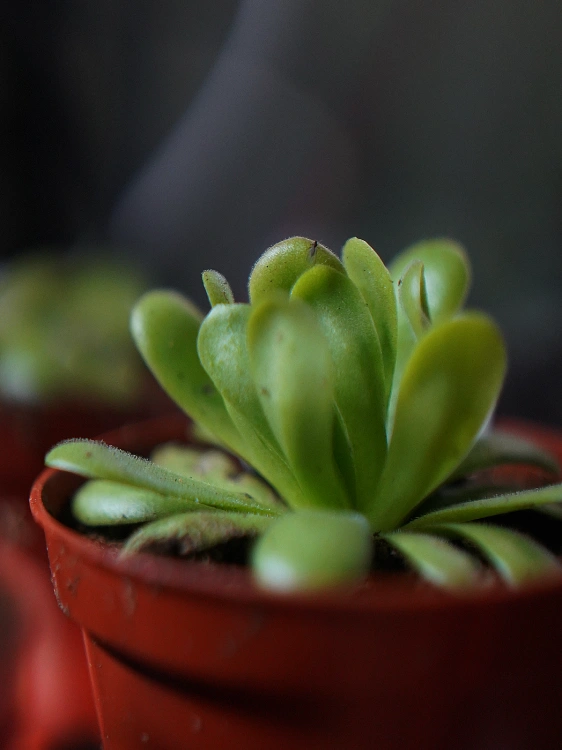 Pinguicula Tłustosz ⌀8,5cm