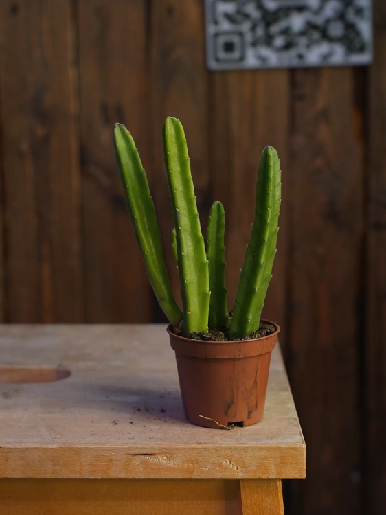 Stapelia leendertziae ⌀6cm